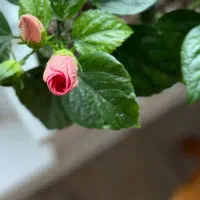 پانسیون-دخترانه