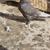 جفت کوهی و قهوه ای|پرنده|اهواز, بهارستان|دیوار
