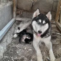 سگ گمشده در شادگان روستای گیداری