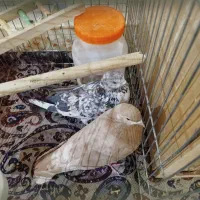 کفتر جفت|پرنده|ری, شهادت|دیوار