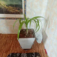 باسلام حدود پنجاه عدد گل تزیینی یا آپارتمانی|گل و گیاه طبیعی|بیضا, |دیوار