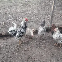 تخم مرغ گلین|حیوانات مزرعه|کرمانشاه, |دیوار