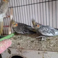 جوجه عروس هلندی