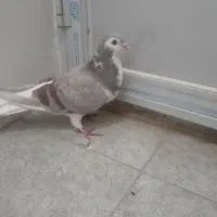 ساده ماده|پرنده|سبزوار, توحیدشهر|دیوار