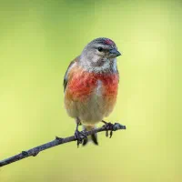 جویای اطلاعات|فعالیت داوطلبانه|شیراز, گویم|دیوار