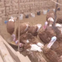 تعدادی بوقلمون|حیوانات مزرعه|نمین, |دیوار