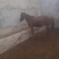 بیله سوار  خروسلو