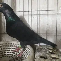 پلاکی نشسته