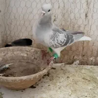 نرساده مگسی|پرنده|فرح دشت, |دیوار