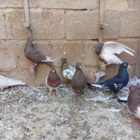 ده تا ماده رنگی|پرنده|جهرم, |دیوار