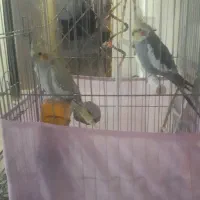 یک جفت عروس هلندی نره سخنگو