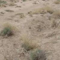 فروش زمین|فروش زمین و ملک کلنگی|شیراز, علی آباد|دیوار
