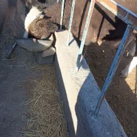 گاو شیری|حیوانات مزرعه|سده (خراسان جنوبی), |دیوار