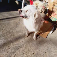 به فروش می‌رسد