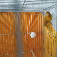 جوجه قناری نر