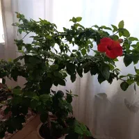 گل شاداب ختمی