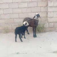 شیشک با بره قرع قاشقا ماده