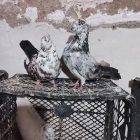 کبوترپرشی|پرنده|فاضل آباد, |دیوار