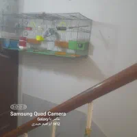 مرغ عشق اسپاگتی