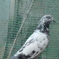 کبوترماده پرشی|پرنده|شفت, |دیوار