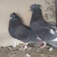 سیاه تخت دم سفید|پرنده|شاهین‌شهر, شهرک گلدیس|دیوار