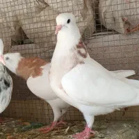 کبوتر طوقی کاکولی پاک|پرنده|طبس, |دیوار