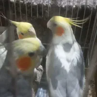 فروش عروس هلندی