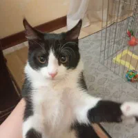 گربه تاکسیدو