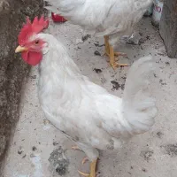 مرغ و خروس چغادک