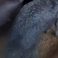 گوسفند کشتاری