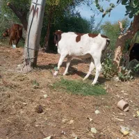 گوساله‌چاق‌گاو‌جنس‌خوب‌بازدید‌راونگ