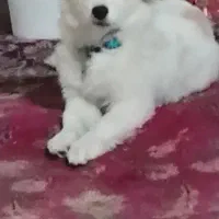 توجه توجه  گمشده گمشده  محدوده زینبیه