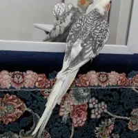 2تا فرشته بسیار زیبا،باهوش و سخنگو|پرنده|فومن, |دیوار