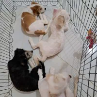 فروش سگ شیتزو تریر|سگ|بابلسر, |دیوار