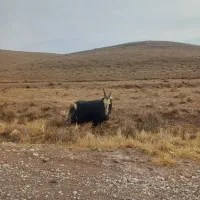 نر بز شیرازی|حیوانات مزرعه|خرمدشت, |دیوار