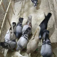 کفتر هوایی رنگه شامی چخ صید