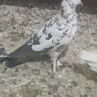 کفتر