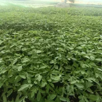 نشا گوجه ۸۳۲۰ دستی از بذر اصلی قوطی سینی کشت