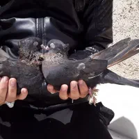 کبوتر کفتر سوسنی سرخ زاغ اراکی بمبوی|پرنده|شهرضا, |دیوار