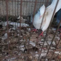 کفتر طوقی خوشکل وپلاکی|پرنده|بندر ماهشهر, |دیوار