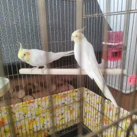 عروس هلندی سخنگو