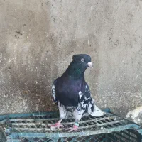 کله  سیاه نر|پرنده|مسجد سلیمان, |دیوار