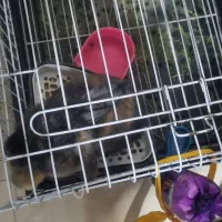 فروش خرگوش لوپ