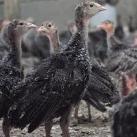 جوجه یکروزه برنز نز و نیمچه یکماهه