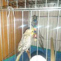 عروس هلندی اهلی و دستی