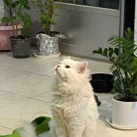 گربه پرشین نر|گربه|گرگان, |دیوار