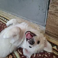 توله