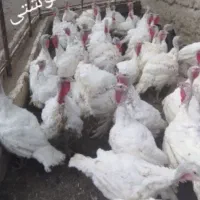 بوقلمون گوشتی