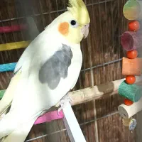 عروس هلندی|پرنده|تربت‌حیدریه, کوی شهید احمدزاده ملکی|دیوار