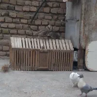 قفس چوپی با عشق|لوازم جانبی حیوانات|تربت جام, شیخ احمد جامی|دیوار